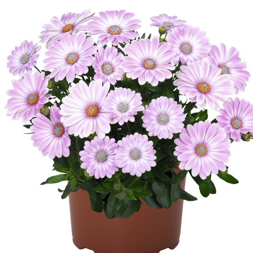 Osteospermum 'Margarita Plus Zebra Pink' - Kuldkakar 'Margarita Plus Zebra Pink' P9/0,55L